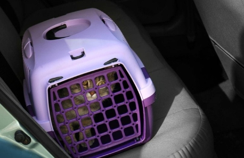 Cat-in-purple-carrier