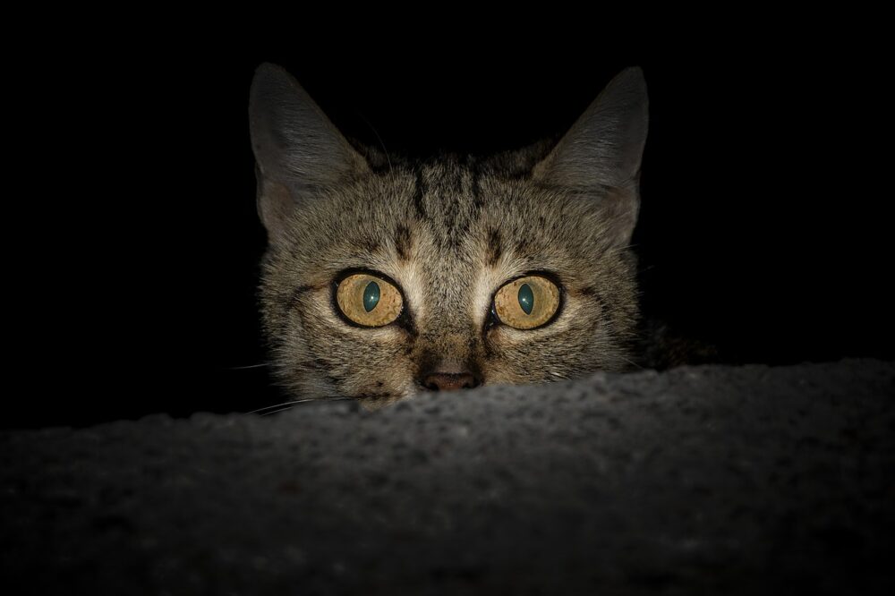 Cat in the dark