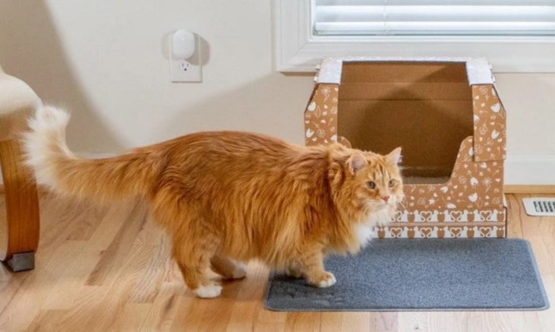 Cat infront of Kitty Poo Club litter box