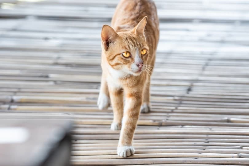 cat is walking on bamboo plate floor