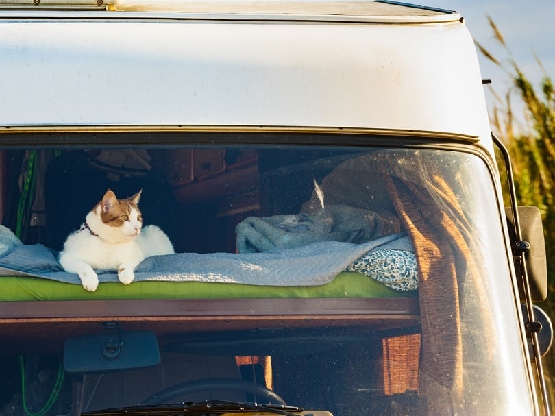 Cat laying on bed in rv integra camper car