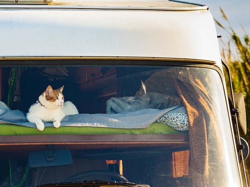 cat laying on bed in rv integra camper car