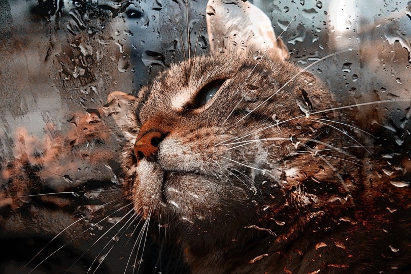 Cat licking moist window