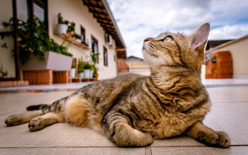 Cat looking up the sky