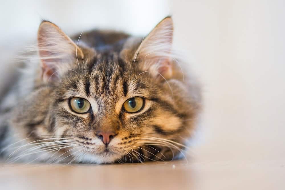 Cat lying on the ground