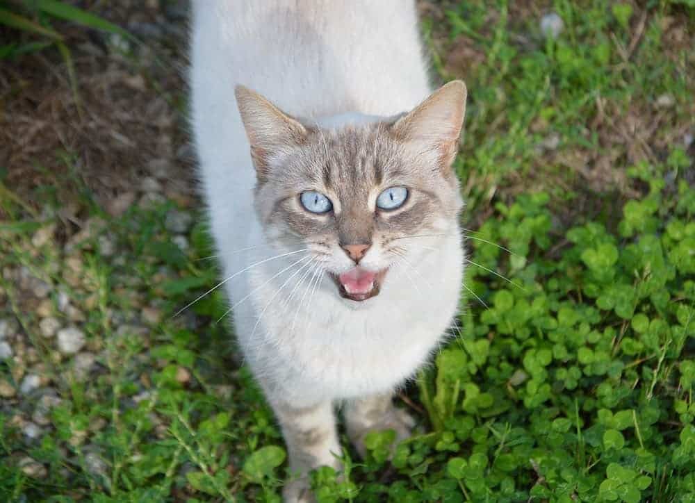 Cat meowing at you