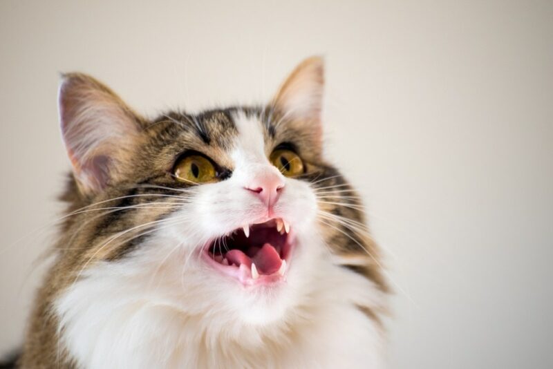 How to Get Your Cat to Stop Meowing 4 VetApproved Methods Catster