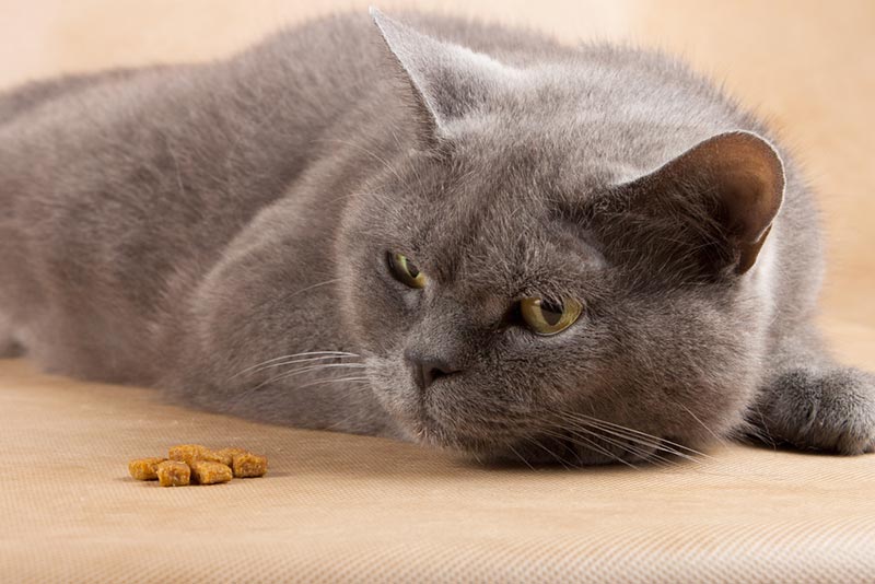 Cat is limping and not best sale eating