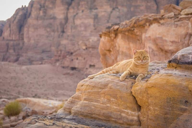 Cat on a rock in the desert