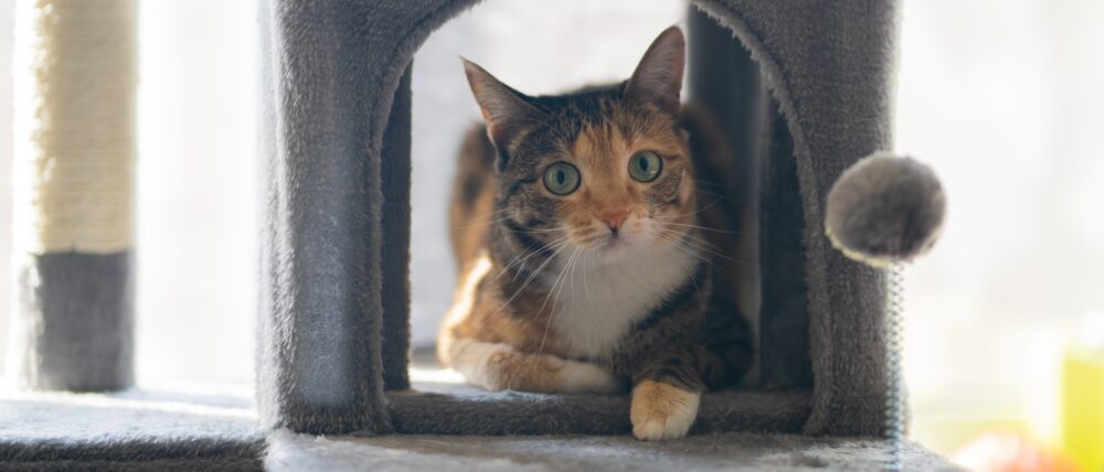 Cat on floor