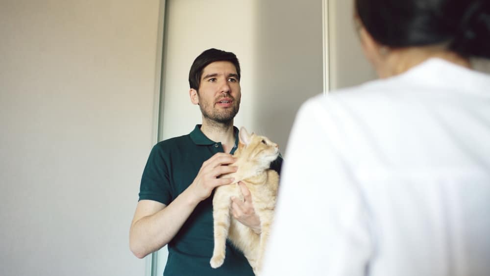 Cat owner man talking to veterinarian