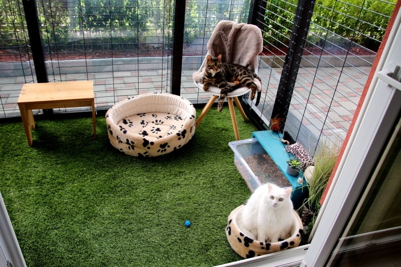 Cat patio