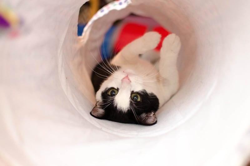 Cat playing inside cat tunnel