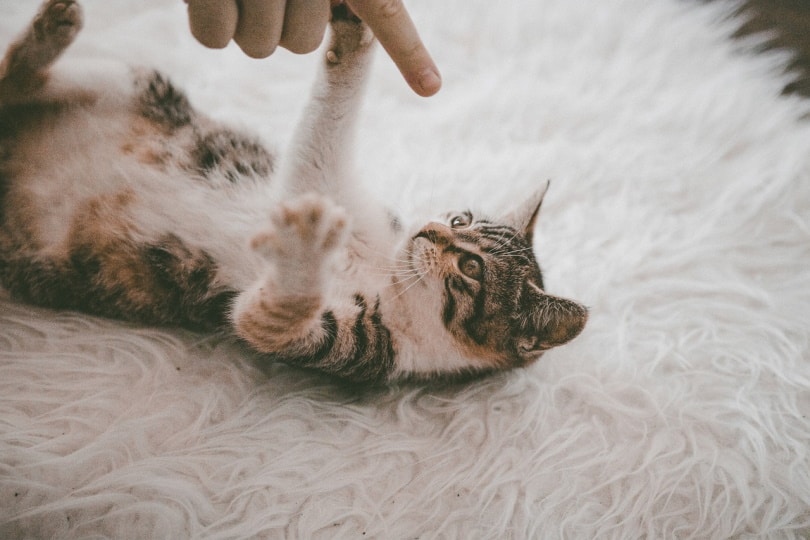 Cat playing with human