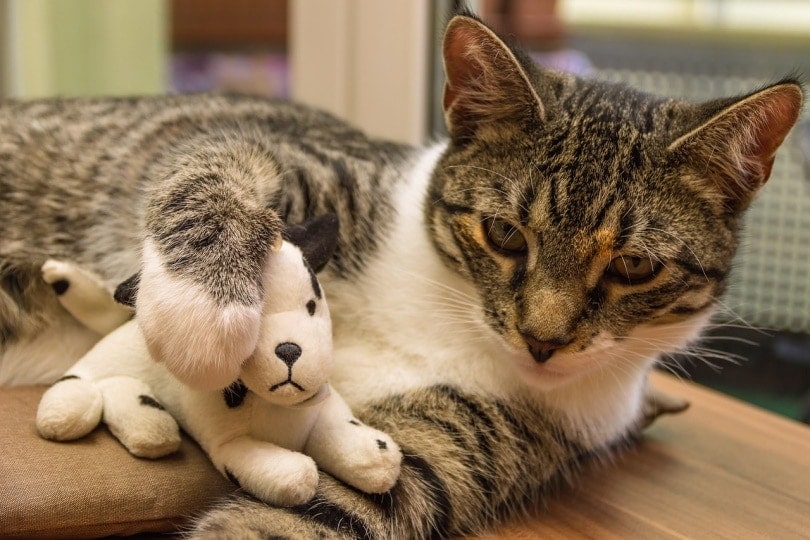 Cat playing with stuffed toy