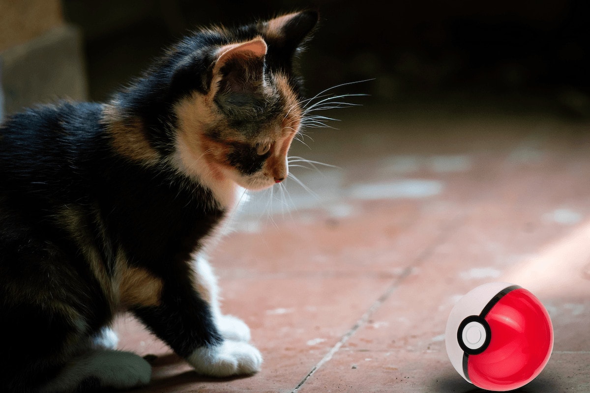 cat looking at Pokeball