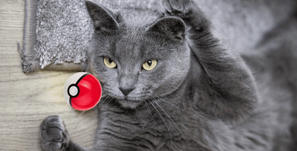grey cat w/ poke ball