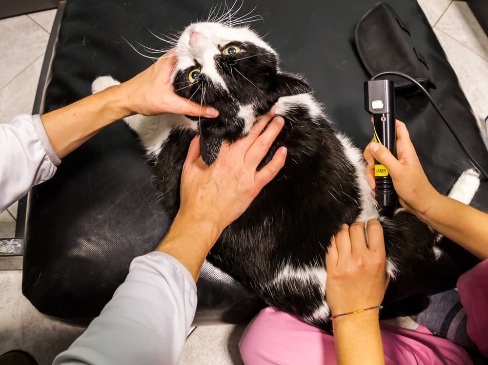 Cat receiving laser therapy treatment