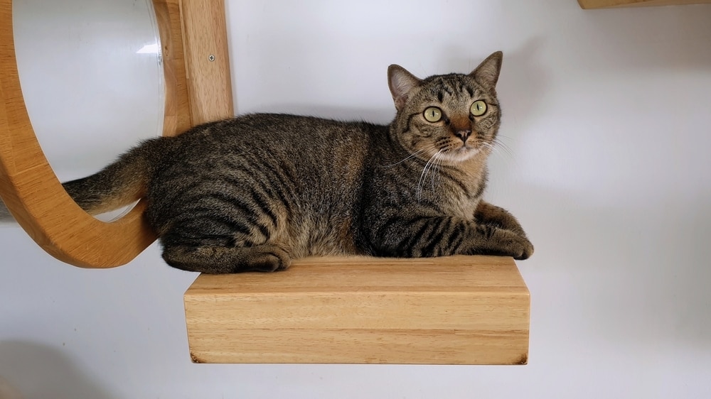 Cat resting on wall playground