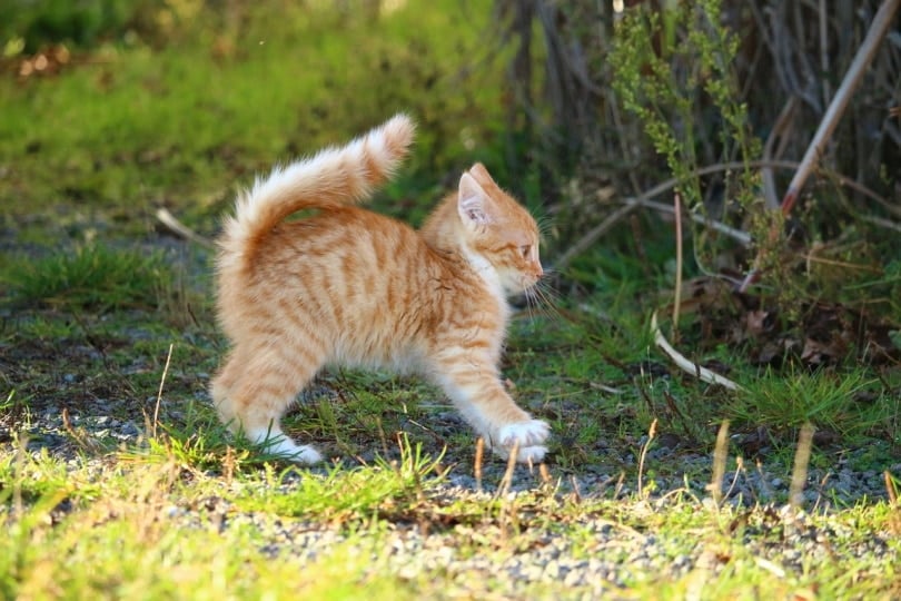 Cat running in the grass