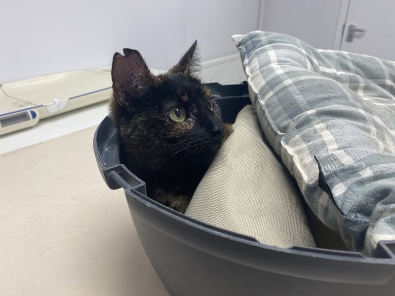 Cat sitting inside DIY carrier at the vet office