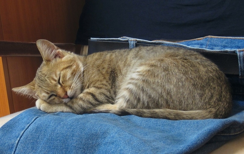 Cat sleeping on pair of jeans