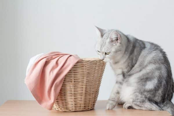 Cat-smelling-laundry-basket