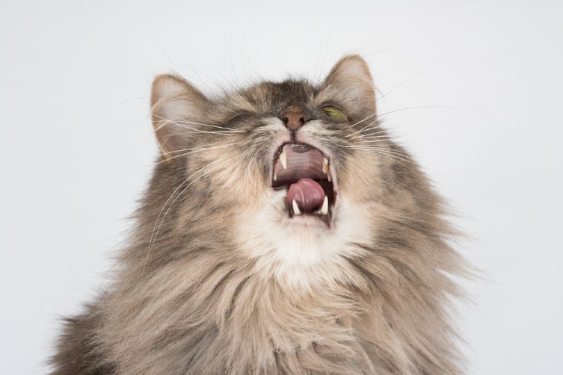 Cat sneezes
