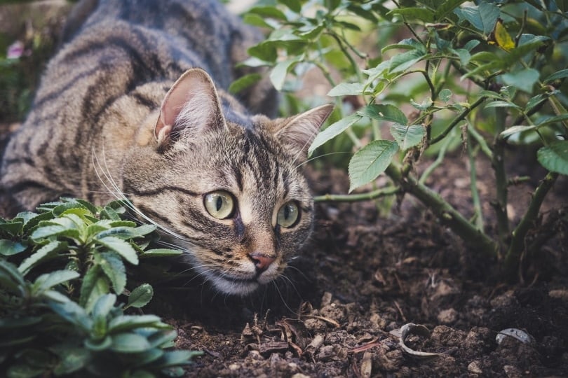 Cat sniffing plants in the garden