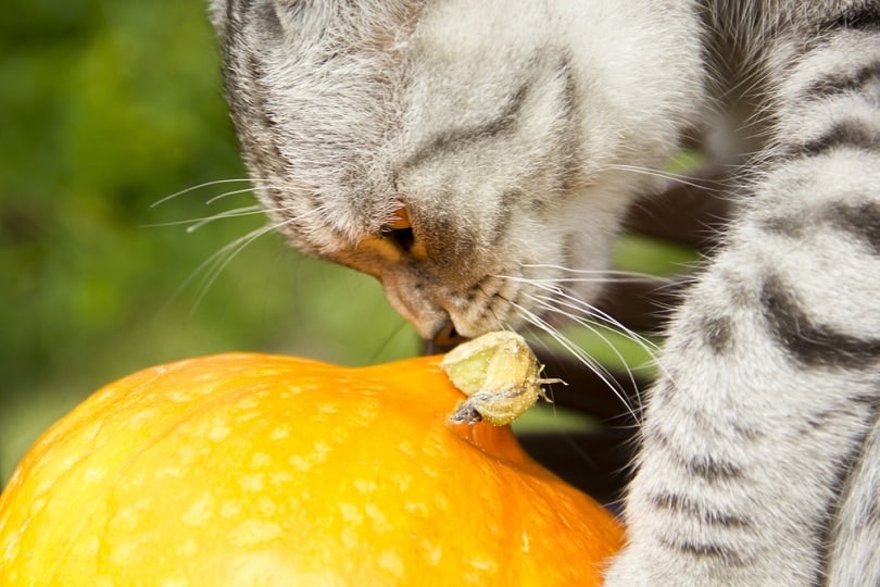 Cat sniffing pumpkin_Grizanda_shutterstock
