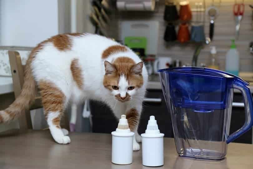 Cat sniffs filters for water purification_Natalya Chumak_shutterstock