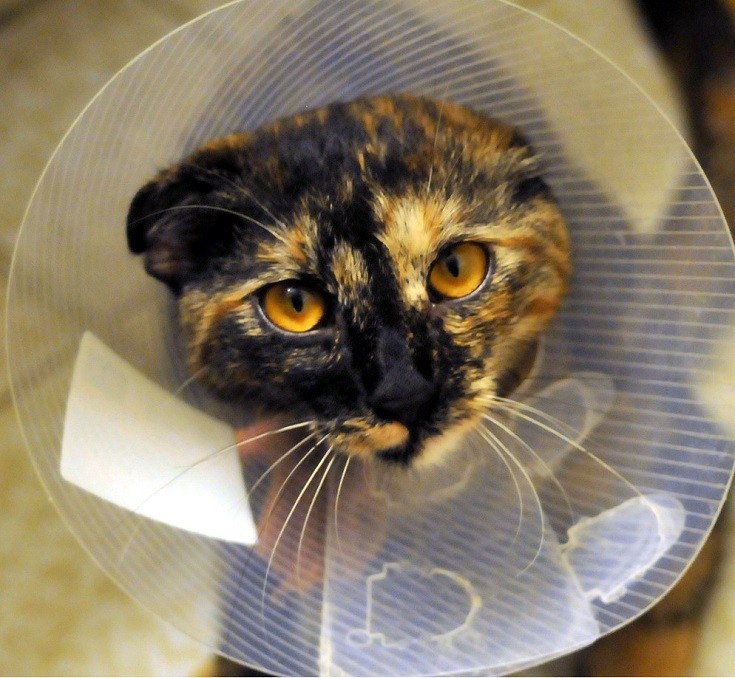 Cat spayed