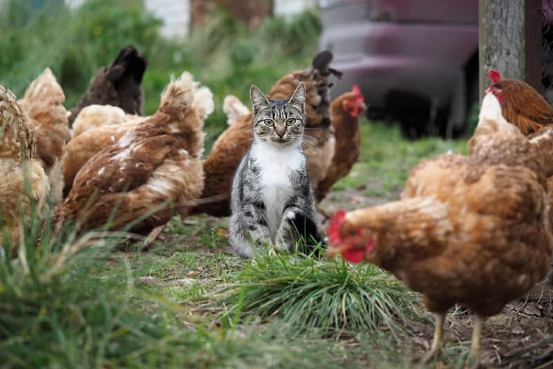 Cat surrounded with chickens