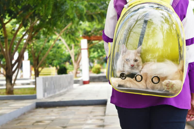 Cat traveling with transparent backpack carrier in the park