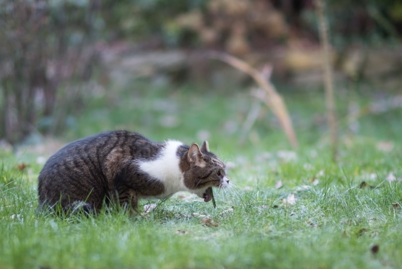 Cat vomiting_Nils Jacobi_Shutterstock