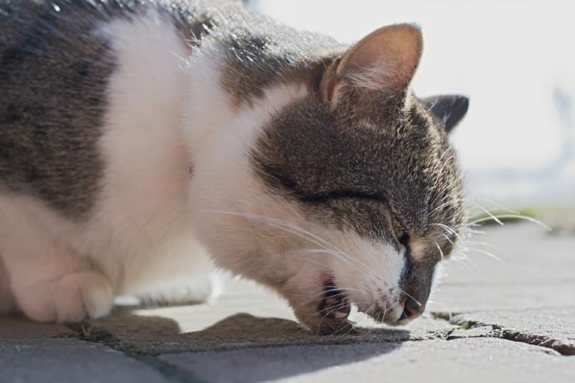 Cat vomiting_Tunatura, Shutterstock