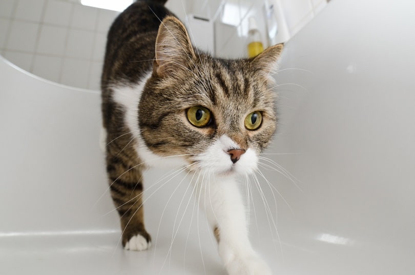 Cat walking into bathtub