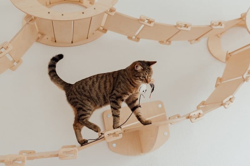 Cat walking on wooden walkway with cat toy in mouth