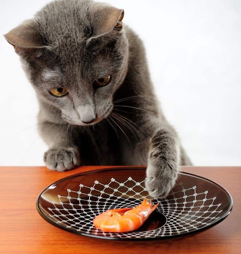 Cat wants to eat shrimp