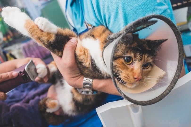 Cat wearing a collar while being declawed