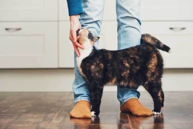 cat welcomes his owner at home