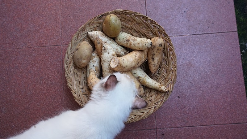 Cat with Sweet Potatoes_shutterstock_MNkmal