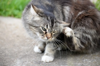 Cat with fleas_shutterstock_Maja Marjanovic