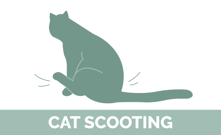 Cat scooting