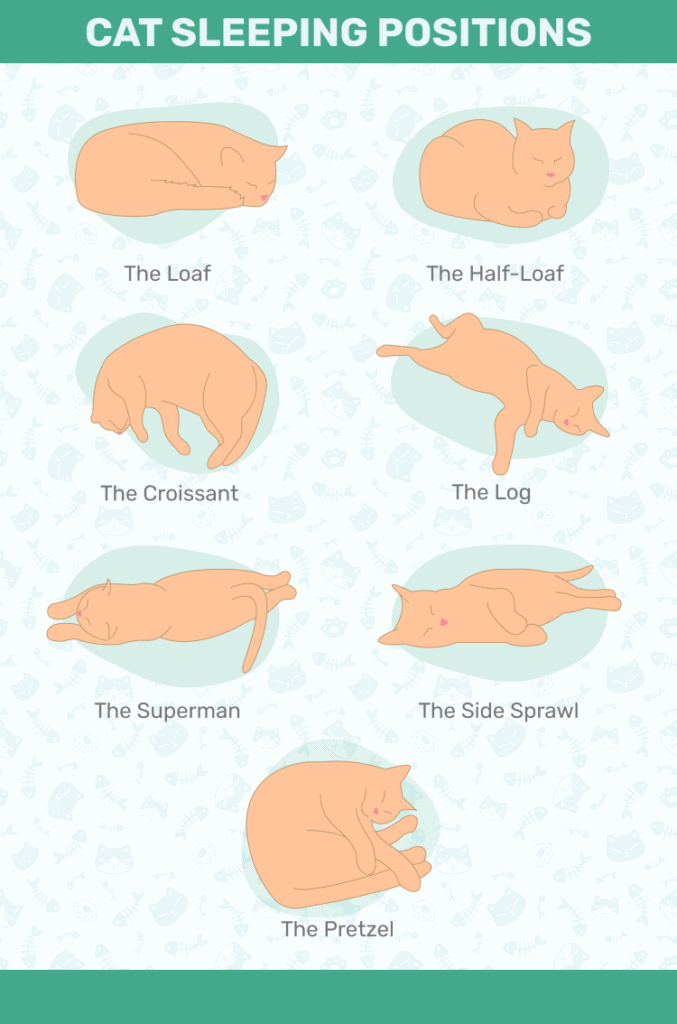 13 Cat Sleeping Positions Explained (With Pictures) Catster