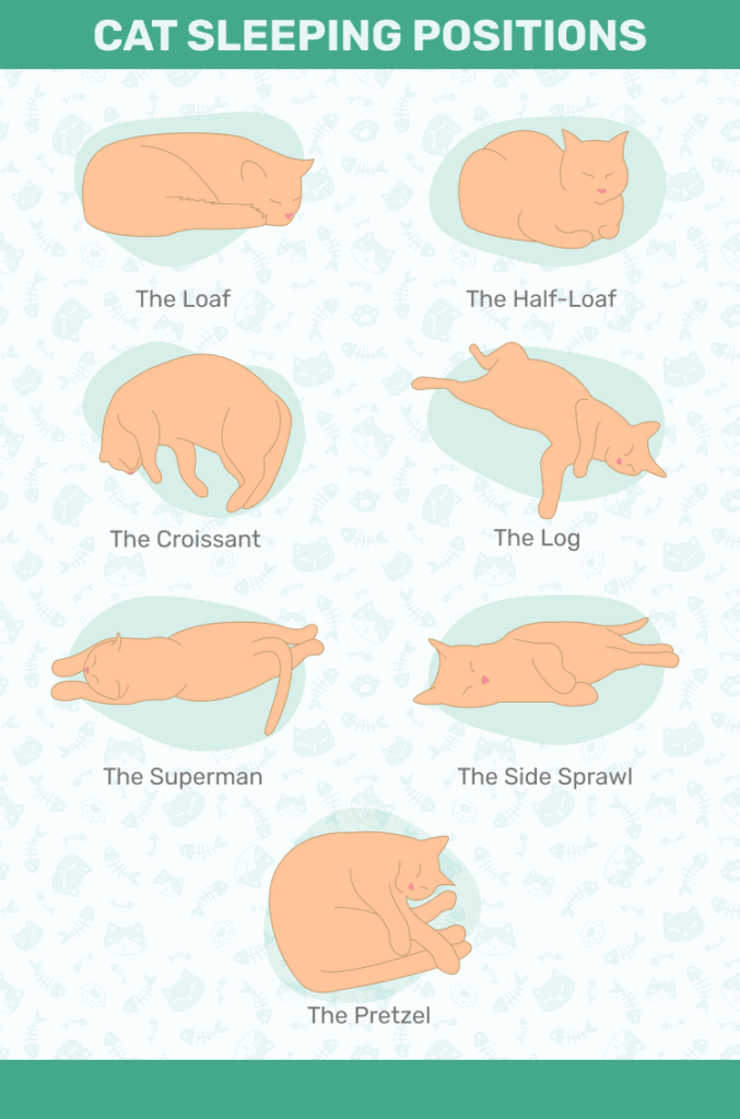 Cat sleeping positions 1