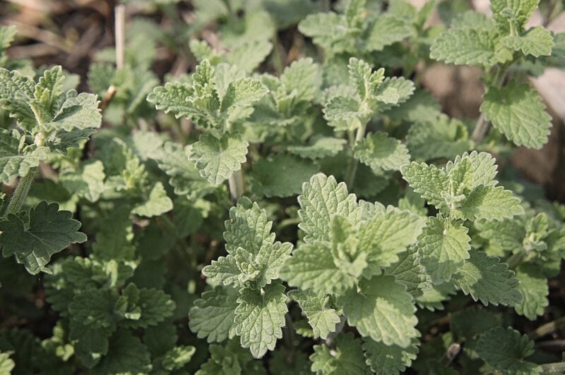 Catnip leaves