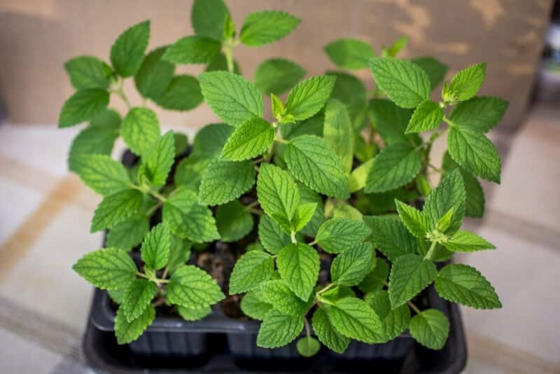 Catnip plant in a pot