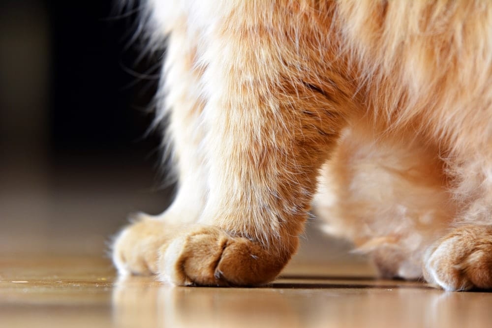 Cat's paw on floor
