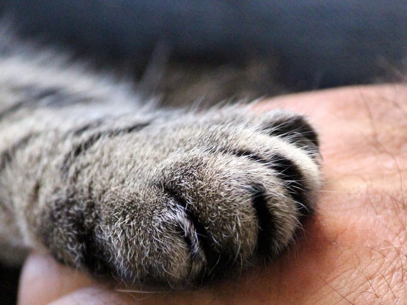 Cat's paw on a human hand